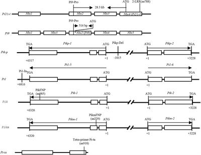 Association analysis of rice resistance genes and blast fungal <mark class="highlighted">avirulence</mark> genes for effective breeding resistance cultivars